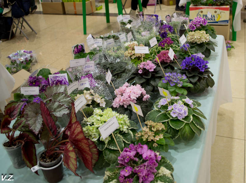 Магазин Фиалок В Новосибирске